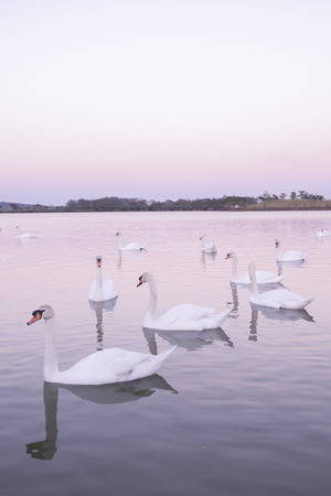 Tranquil scene group of swans swimming in nature lake in morning.swans background with reflection swans are peach and love symbolの写真素材