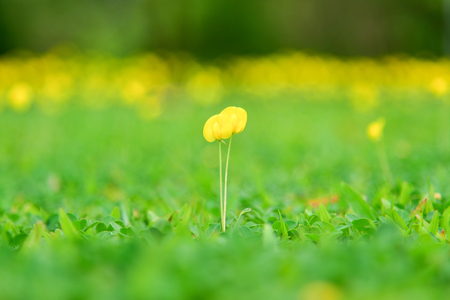 yellow flowers field in spring time background.pinto peanut flora in the morning.の写真素材