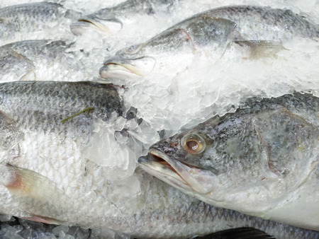 Fresh fishes Giant Perch in the supermarket.Freeze Barramundi, white snapper or sea basses in the ice.Frozen foodsの写真素材