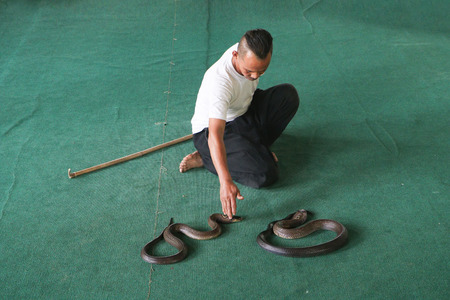 May 12,2018 Chiangmai,Thailand : Snake trainer showing catch two Cobras by his barehanded, Snake show in snake farm at maerim district , Chiangmai province,Thailandのeditorial素材