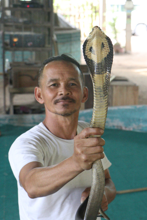 May 12,2018 Chiangmai,Thailand : Snake trainer showing catch two Cobras by his barehanded, Snake...