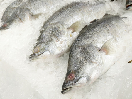 Fresh fishes Giant Perch in the supermarket.Freeze Barramundi, white snapper or sea basses in the ice.Frozen foodsの写真素材