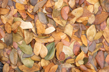 Dry leaves autumn background.texture of yellow leaves on the groundの写真素材