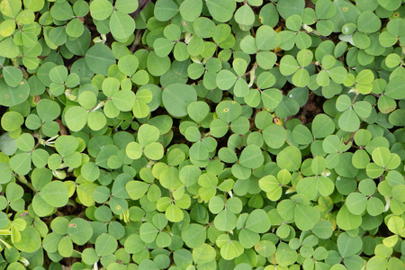 Green Leaves background.Fresh green plant texture in organic garden.closeup natural grass pattern on the groundの写真素材