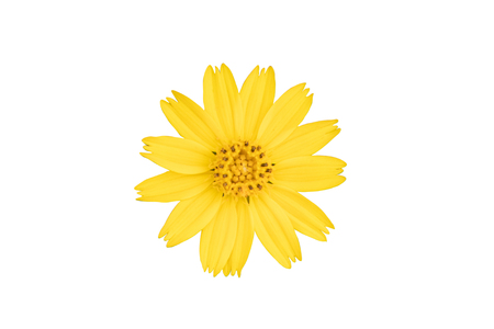 yellow flower isolated on white background with clipping path.single yellow flower head closeup for graphic design.の写真素材