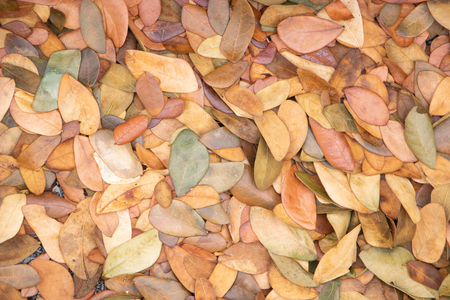 Dry leaves autumn background.texture of yellow leaves on the groundの写真素材