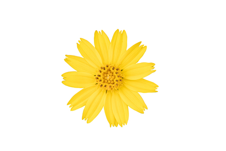 yellow flower isolated on white background with clipping path.single yellow flower head closeup for graphic design.の写真素材