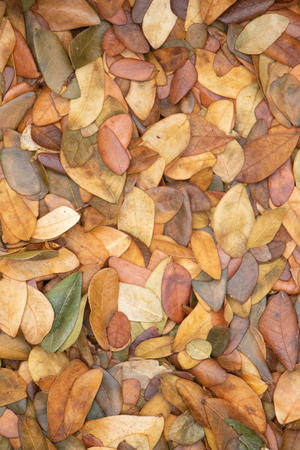 Dry leaves autumn background.texture of yellow leaves on the groundの写真素材