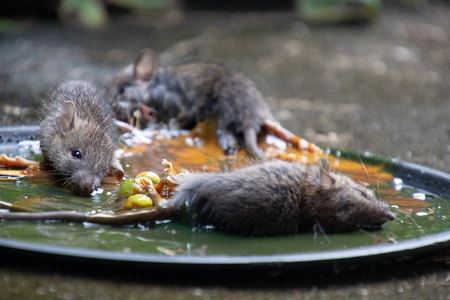 Dirty rats in glue stick on the mousetrap.Rats captured on  non-toxic glue trap.House problem from ratsの写真素材