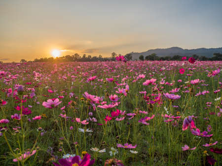 Flower field in summer.Scenery view of beautiful cosmos flower field in morning.Pink flowers field landscapeの写真素材