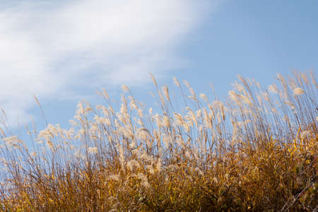 wild flowers blown by the wind in winter Under the clear blue sky without cloudsの写真素材