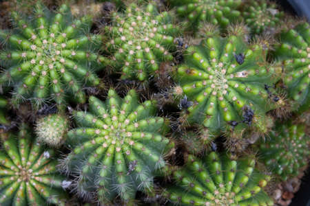 Cactus cultivated in a plant pot as a hobby.Cactus breeding to sell in the market for potted plantsの写真素材