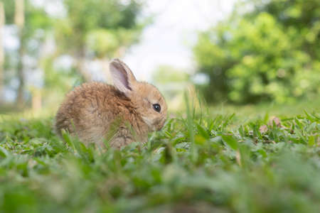 A cute baby rabbit was running and biting the grass in the yard. Rabbits are small animals that people are popular to bring as pets.の写真素材