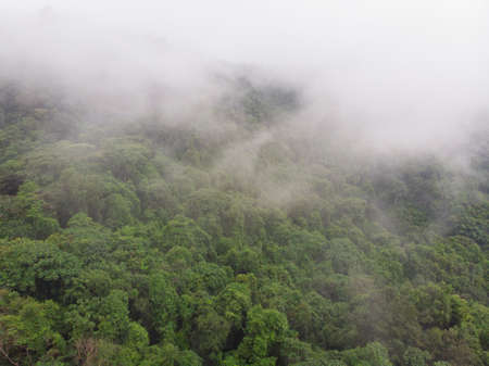 Rainforest jungle covered with mist after rain. Aerial view of tropical forest in the mountain. A...