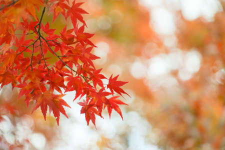 Beautiful autumn landscape.Colorful foliage in autumn.Falling maple leaf seasons.の写真素材
