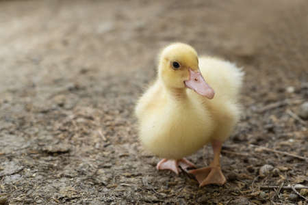 Yellow duck waterfowl family. Tiny Baby Ducklings in agriculture farm.の写真素材