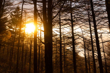 Coniferous Forest or Pine Forest is found mainly in the high mountains, which are areas that are 700 meters above sea level.の写真素材