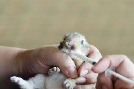 The baby rabbit was drinking milk from a syringe by the veterinary.の写真素材