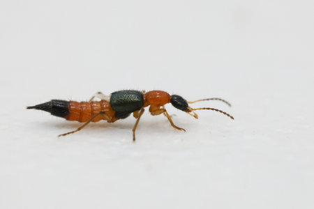 rove beetles can release a substance called Paederin. This substance is toxic and destroys tissue , burning pain and itching.の写真素材