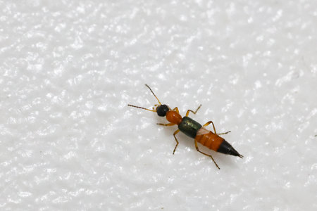 rove beetles can release a substance called Paederin. This substance is toxic and destroys tissue ,...