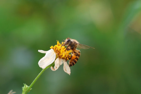 Worker bees are searching for nectar in wild flowers makes the pollen of flowers stick to the body. and helps in pollinatingの写真素材