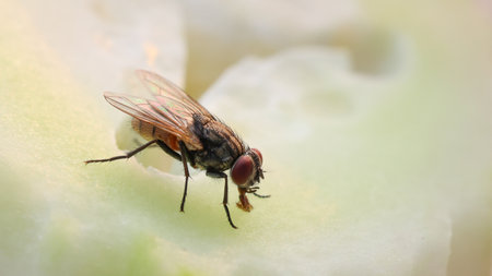 Fly or housefly looking for food. Flies are carriers of various diseases such as food poisoning, dysentery, cholera.の写真素材