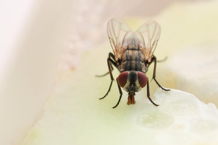 Fly or housefly looking for food. Flies are carriers of various diseases such as food poisoning, dysentery, cholera.の写真素材