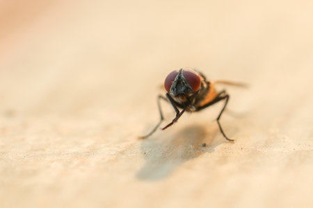Fly or housefly looking for food. Flies are carriers of various diseases such as food poisoning, dysentery, cholera.の写真素材