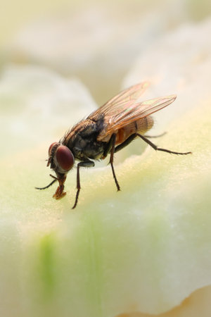 Fly or housefly looking for food. Flies are carriers of various diseases such as food poisoning, dysentery, cholera.の写真素材