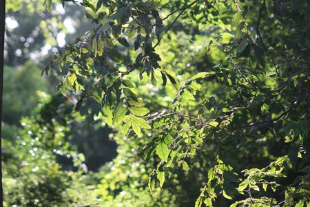 sunny trees