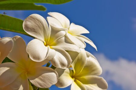 Plumeria flowerの写真素材