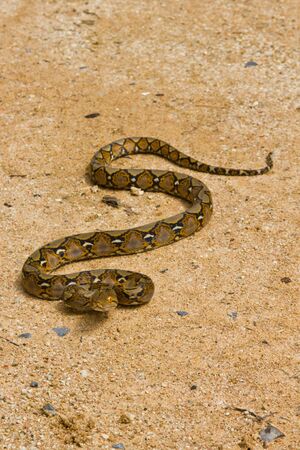 Boa Snake