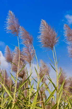 flower of cornsの写真素材