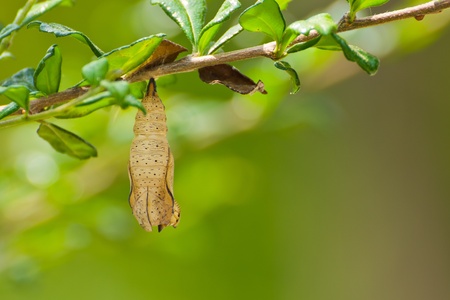 butterfly chrysalis is hanging on branchの写真素材