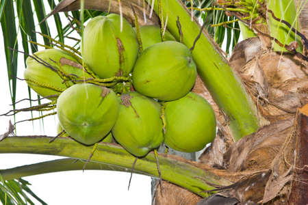 coconut on tree