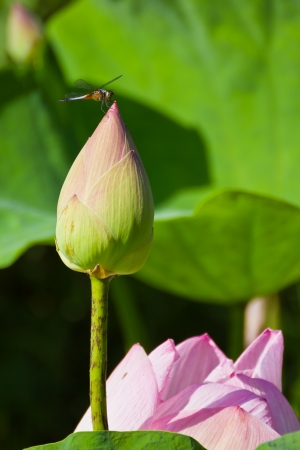 Dragonfly on blooming Lotus Flowerの写真素材