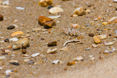 crab with extended eyestalk on the beachの写真素材