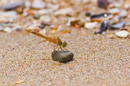 close up a dragonfly on the beachの写真素材