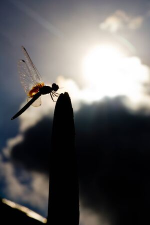 silhouette of dragonfly and sun backgroundの写真素材