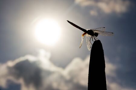 silhouette of dragonfly and sun backgroundの写真素材