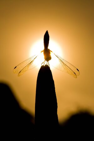 silhouette of dragonfly and sun backgroundの写真素材