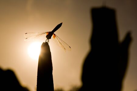 silhouette of dragonfly and sun backgroundの写真素材
