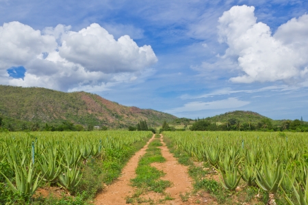 cultivation of aloe vera plantationの写真素材