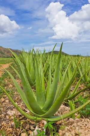 cultivation of aloe vera plantationの写真素材