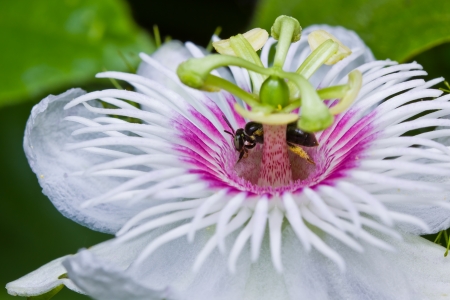 Honey bee in the passionflowerの写真素材
