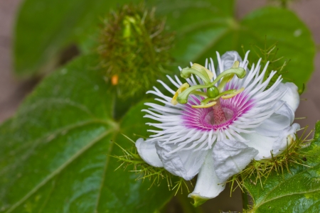 Flower of passionflower blooming with foliageの写真素材