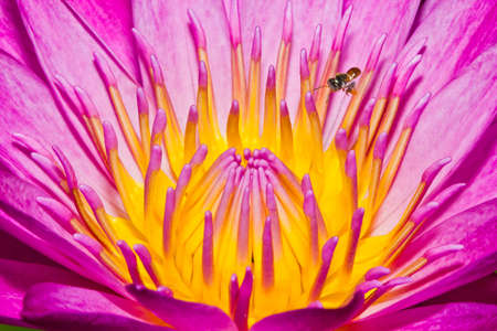 Close up of pink lotus flower with little bee in a pondの写真素材