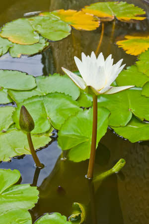 Water lily in a pondの写真素材