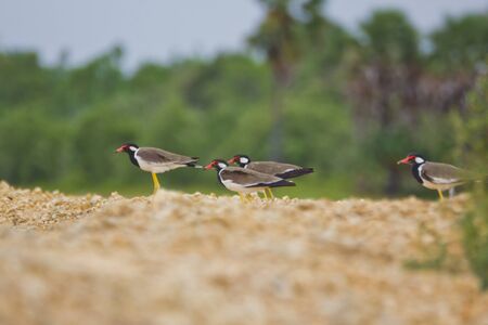 Red-wattled Lapwing bird on natureの写真素材