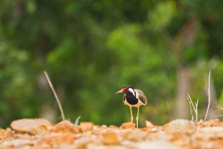 Red-wattled Lapwing bird on natureの写真素材